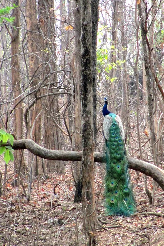 Jim Corbett Wildlife Safari - Image 3