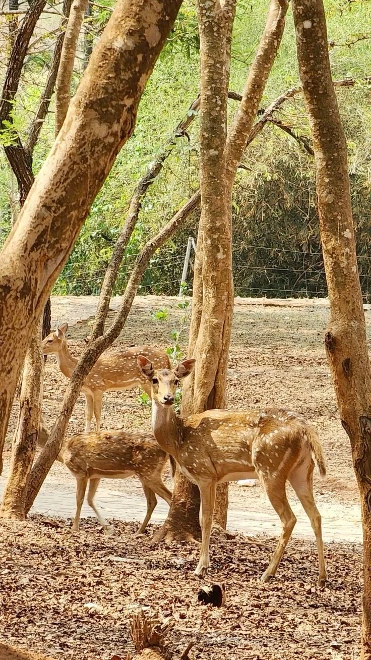 Jim Corbett Wildlife Safari - Image 2